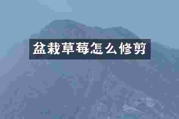 盆栽草莓怎么修剪