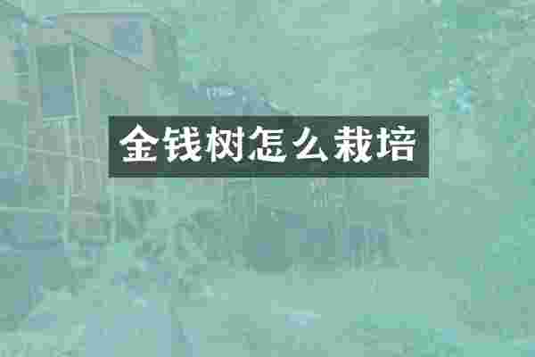 金钱树怎么栽培