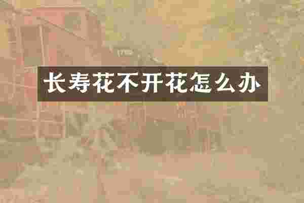 长寿花不开花怎么办