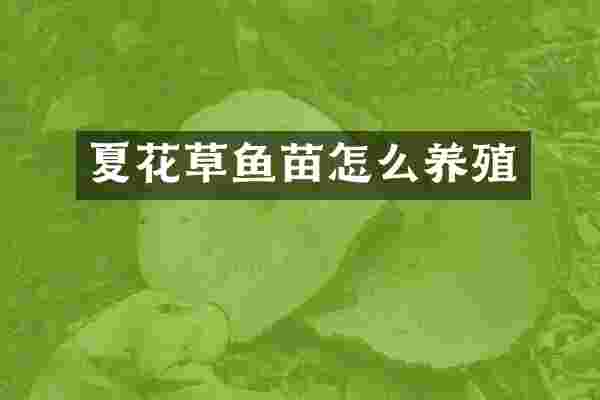 夏花草鱼苗怎么养殖