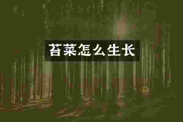 苔菜怎么生长