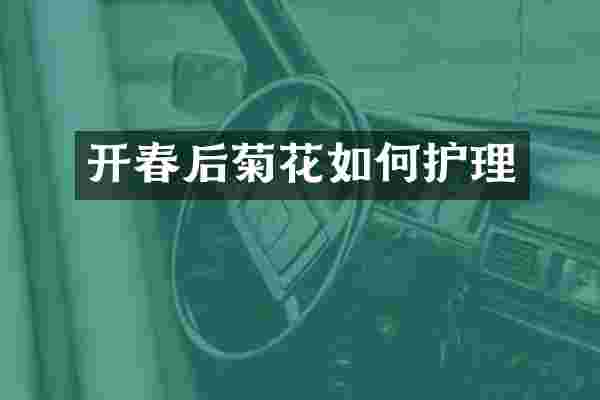 开春后菊花如何护理