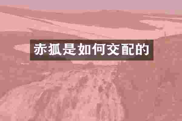 赤狐是如何交配的