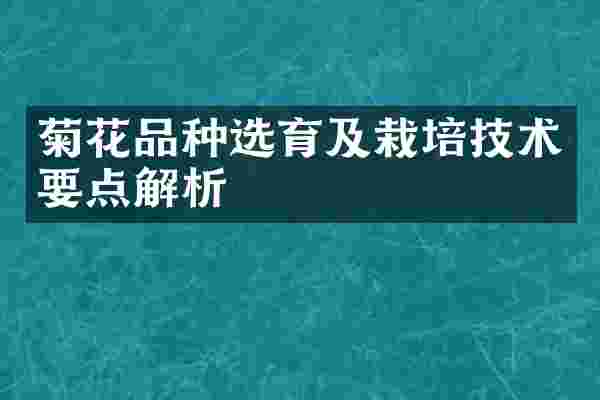 菊花品种选育及栽培技术要点解析