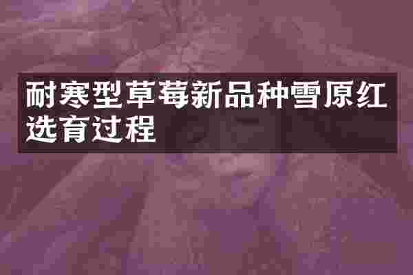 耐寒型草莓新品种雪原红选育过程